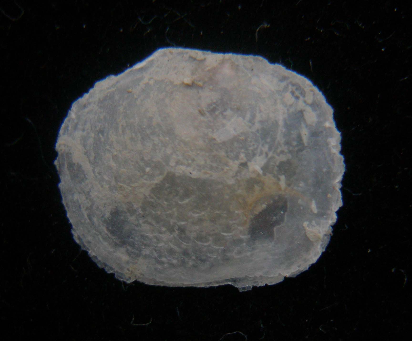 pododesmus glaucus?????